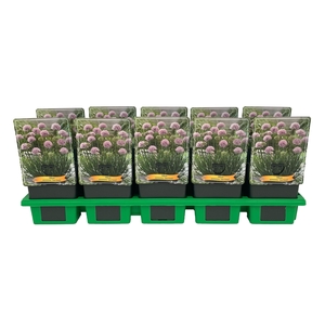 Allium senescens 'Lisa Green' P11