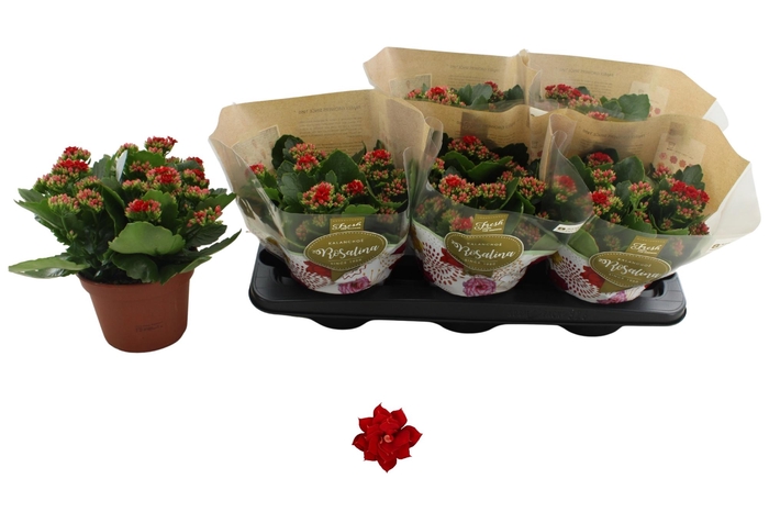 <h4>KAL GE DON JUSTINO</h4>