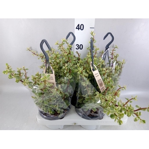 Portulacaria afra 'Variegata'