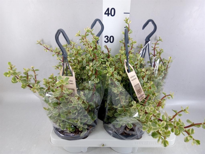 <h4>Portulacaria afra 'Variegata'</h4>