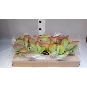 Kalanchoe NF thyrsiflora