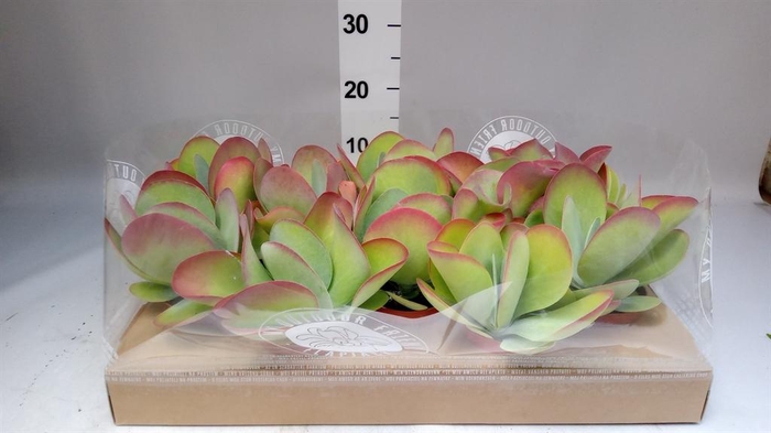 <h4>Kalanchoe NF thyrsiflora</h4>