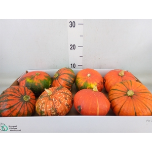 Cucurbita max. 'Turks Turban' mix