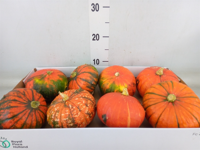 <h4>Cucurbita max. 'Turks Turban' mix</h4>
