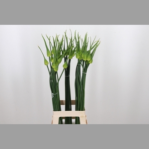 Allium Cepa Judith