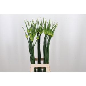 Allium Cepa Judith