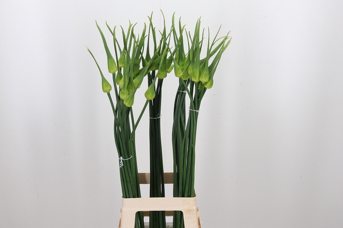 <h4>Allium Cepa Judith</h4>
