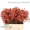 Chamelaucium Maya Orange