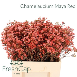 Chamelaucium Maya Red