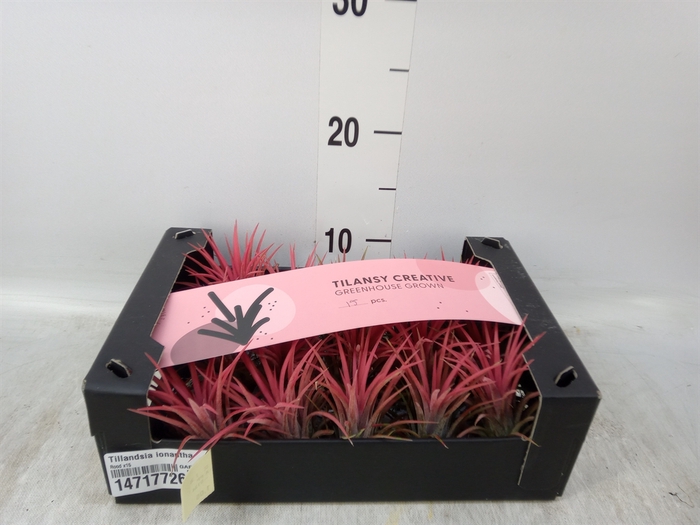 <h4>Tillandsia ionantha</h4>