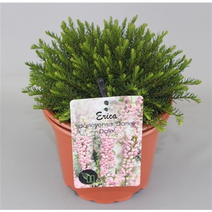 Erica darleyensis 'Darley Dale' C2