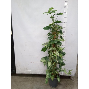 Syngonium   ...