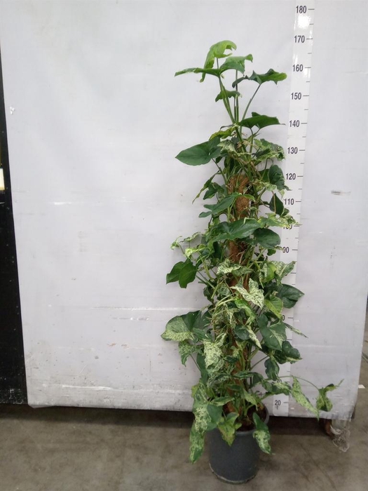 <h4>Syngonium   ...</h4>