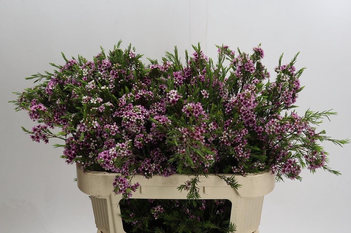 <h4>Chamelaucium Niki</h4>