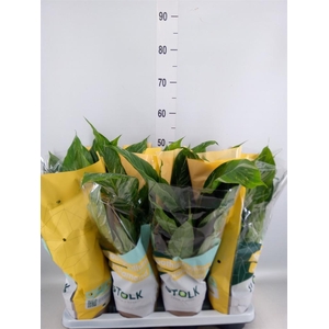Spathiphyllum 'Diamond'