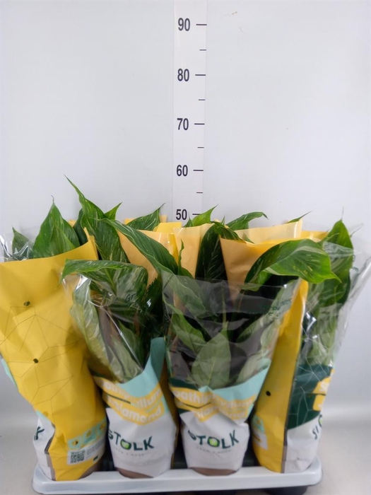<h4>Spathiphyllum 'Diamond'</h4>