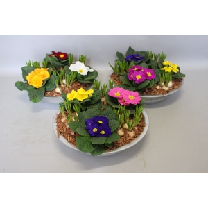 Primula/Muscari in zinken schaal 29cm