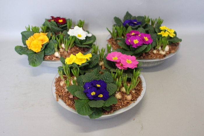 <h4>Primula/Muscari in zinken schaal 29cm</h4>