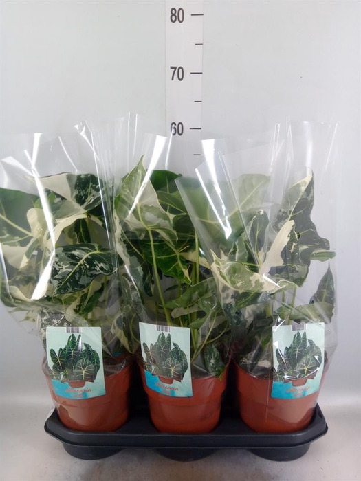 <h4>Alocasia   ...</h4>