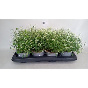 Euphorbia  'Fairysnow'