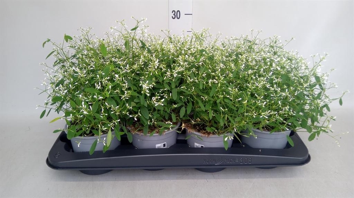 <h4>Euphorbia  'Fairysnow'</h4>