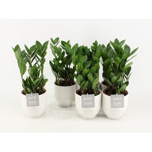 Zamioculcas Zamiifolia Keramiek Liv