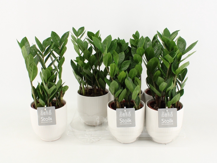 <h4>Zamioculcas Zamiifolia Keramiek Liv</h4>