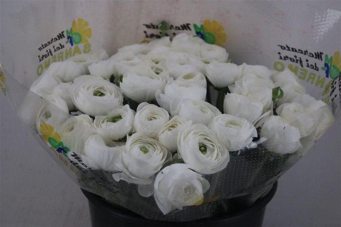 <h4>Ran Cloni Ex Cover</h4>