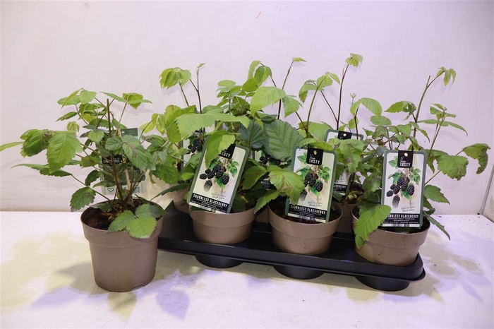 <h4>Rubus Black Satin</h4>