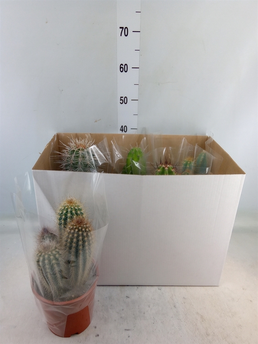 <h4>Cactus   ...mix</h4>