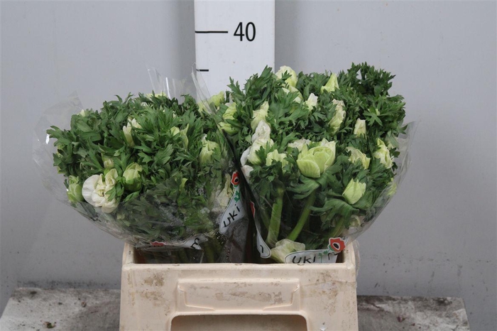 <h4>Anem Co Galil Wit</h4>