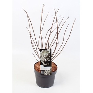 Hydrangea Paniculata 'Bobo' 19 cm