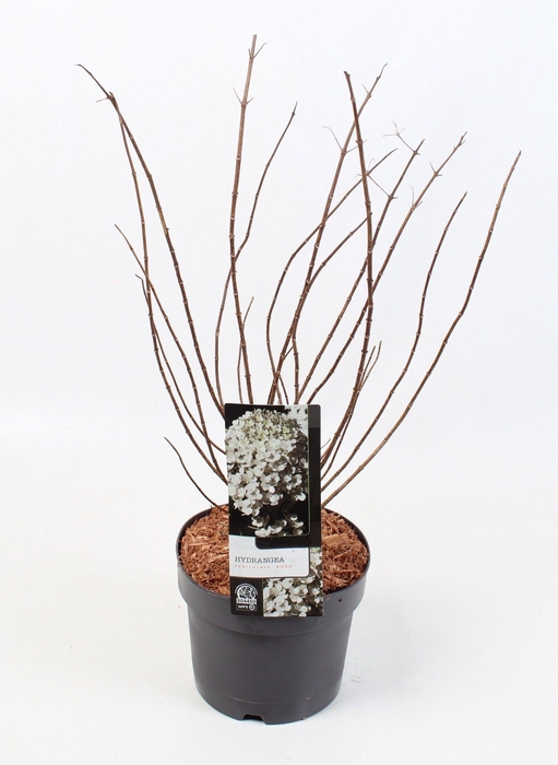 <h4>Hydrangea Paniculata 'Bobo' 19 cm</h4>