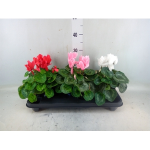 Cyclamen GR 'XL'