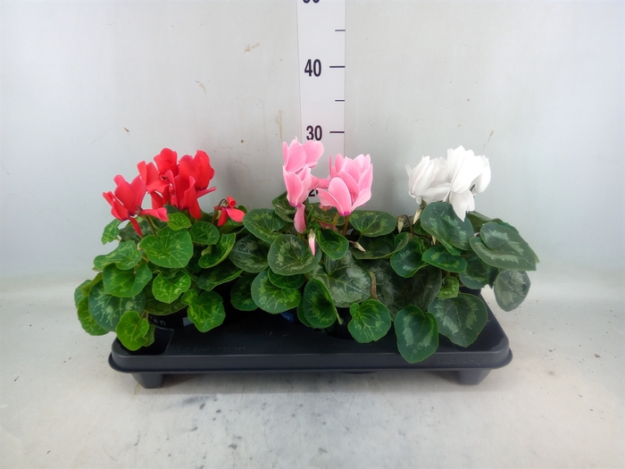 <h4>Cyclamen GR 'XL'</h4>