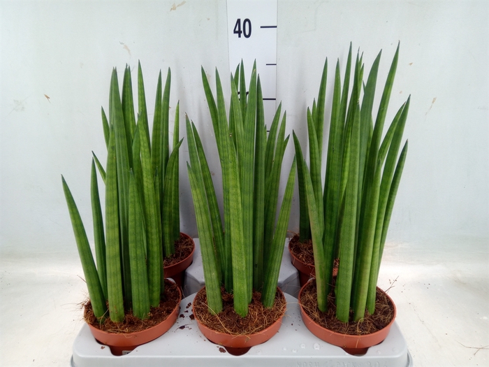 <h4>Sansevieria cyl.  ...</h4>