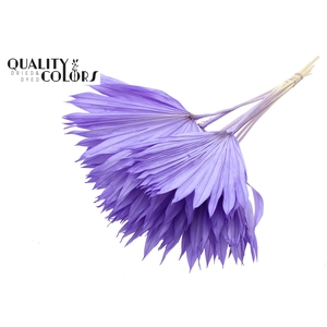 Sun Spear per stem Bleached Milka