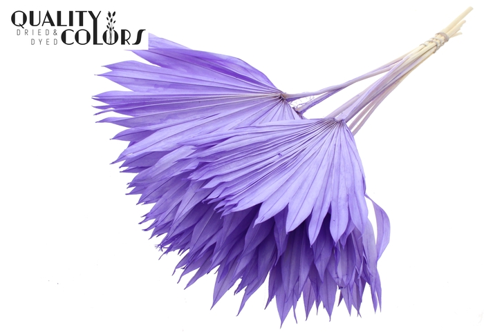 Sun Spear per stem Bleached Milka