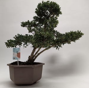 Ilex Outdoor Bonsai in Hexagon pot 28 cm
