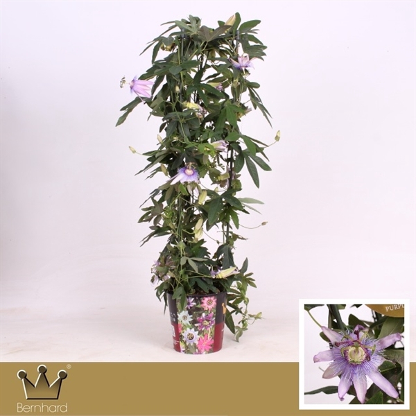 <h4>Passiflora P19 Zuil Purple Passion</h4>