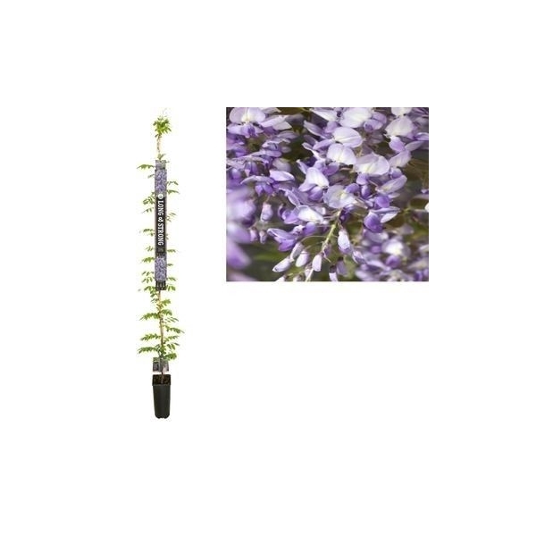 <h4>Wisteria sinensis 'Prolific' +Long & strong label</h4>