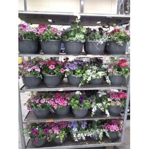 Perkplanten   ...mix /pot [Bedding]