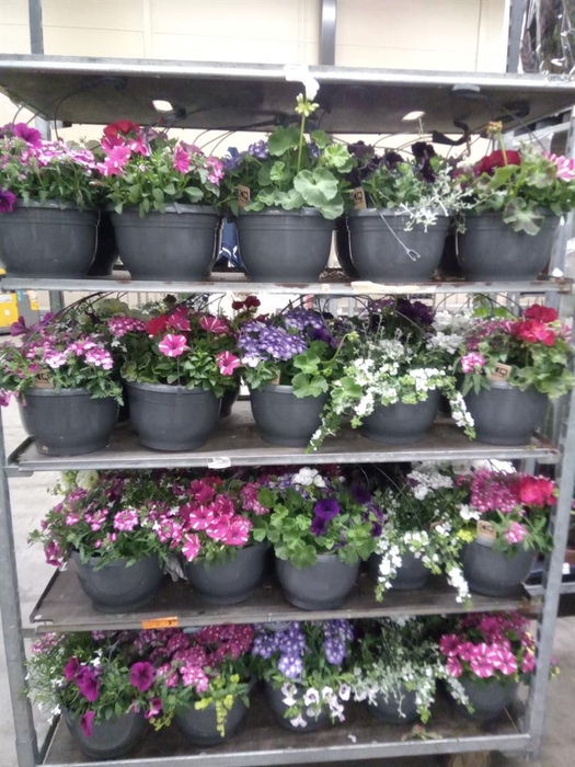 <h4>Perkplanten   ...mix /pot [Bedding]</h4>