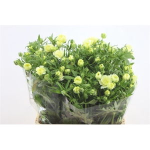 Ran. Butterfly Graces