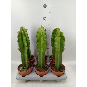 Euphorbia lactea