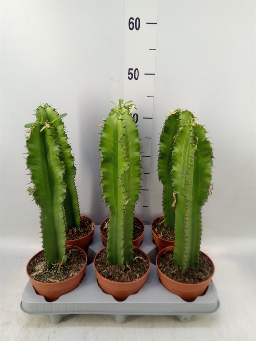 <h4>Euphorbia lactea</h4>