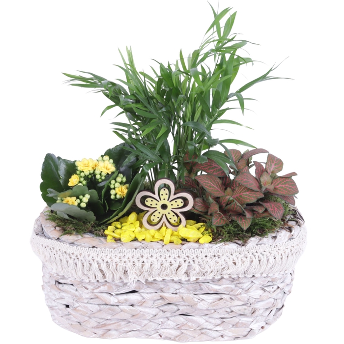 <h4>Opm Summer Arr. Indoor Willow Pot Oval Frills</h4>