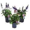 Salvia Salgoon gemengd