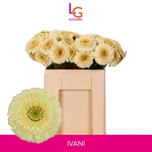 Ge Mb Dotti Ivani