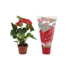 Anthurium Diamond Red in Couture Christmas sleeve